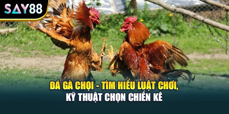 Đá Gà Chọi - Tìm Hiểu Luật Chơi, Kỹ Thuật Chọn Chiến Kê